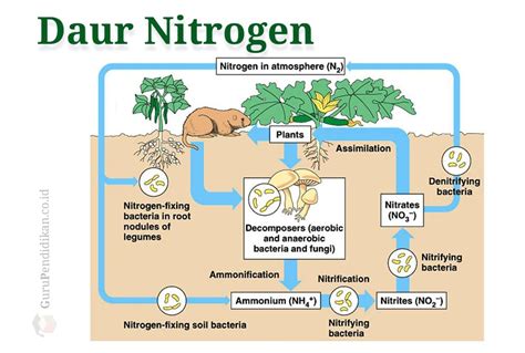 bakteri nitrat merupakan bakteri autotrof karena dapat hidup  Dari zat anorganik 